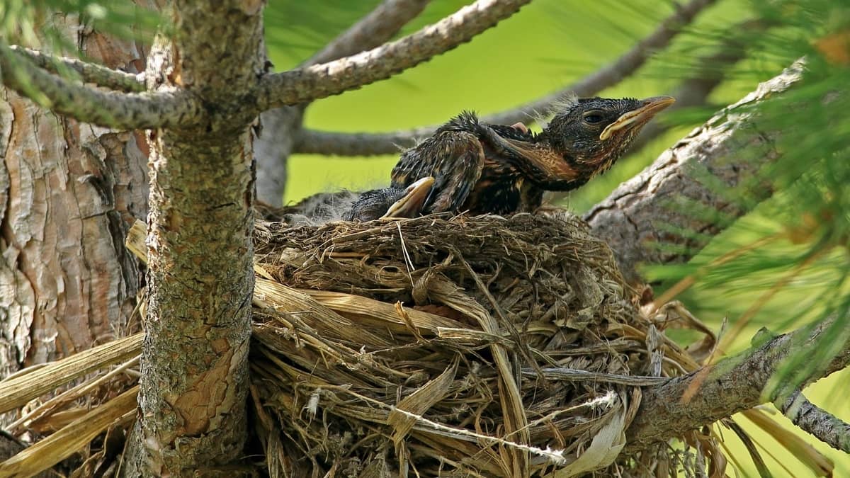 Do Robins Use the Same Nest