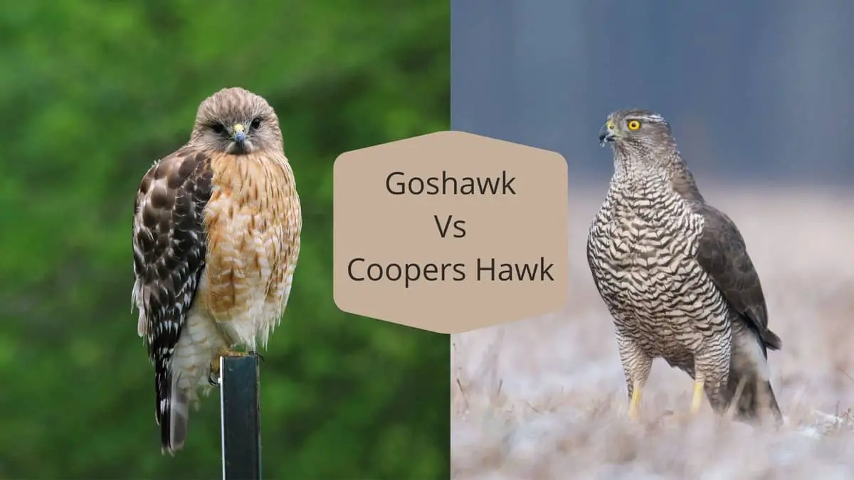 Goshawk Vs Coopers hawk