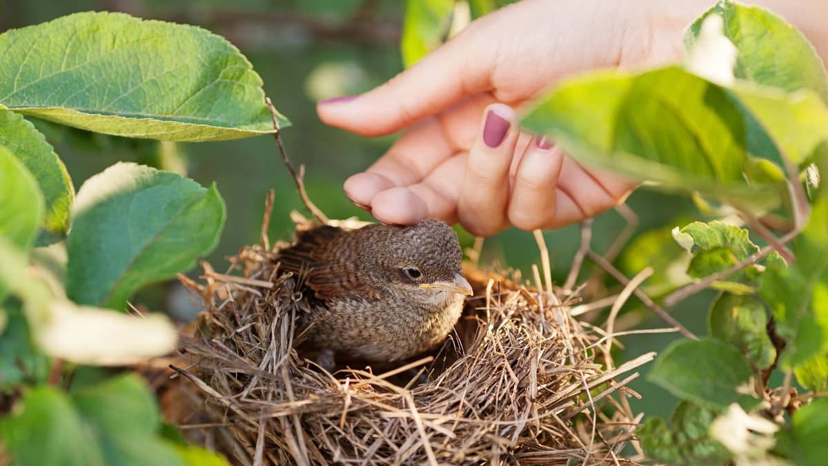 If you touch a baby bird will the mother reject it