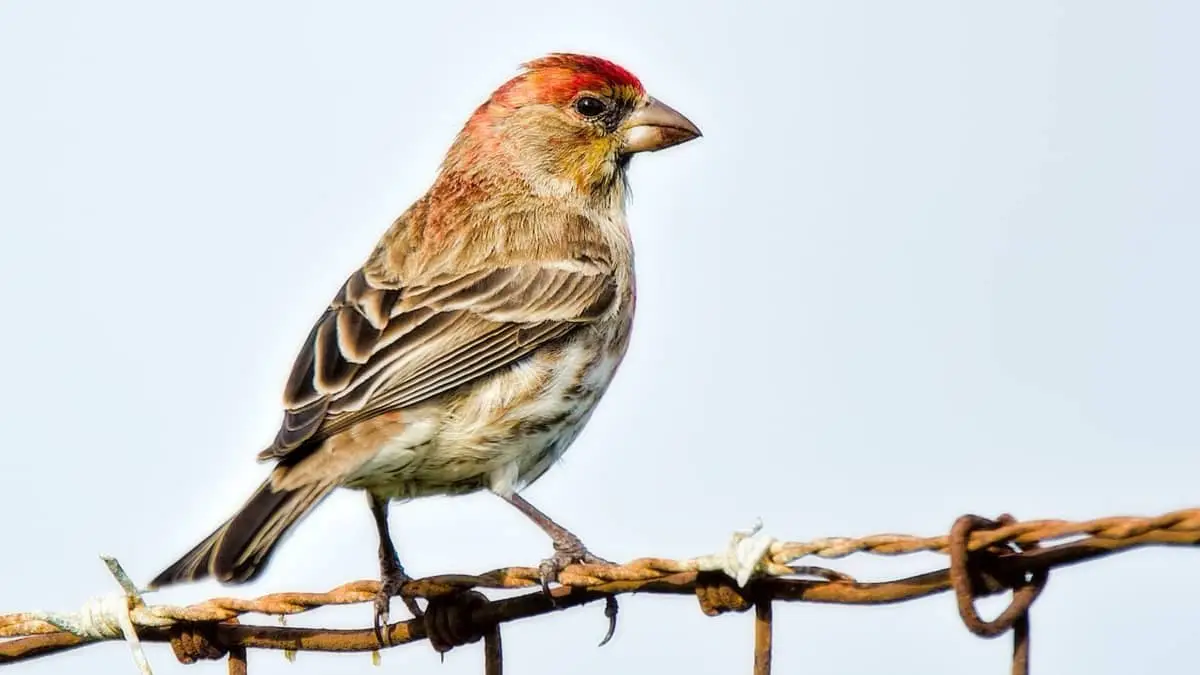 Sparrow Like Bird With Red Head
