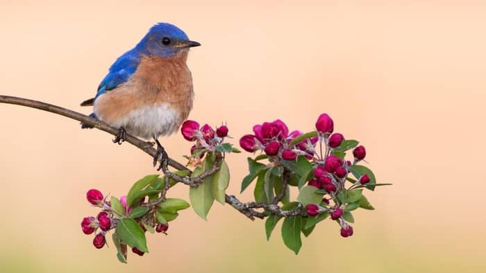  blue bird vs blue jay