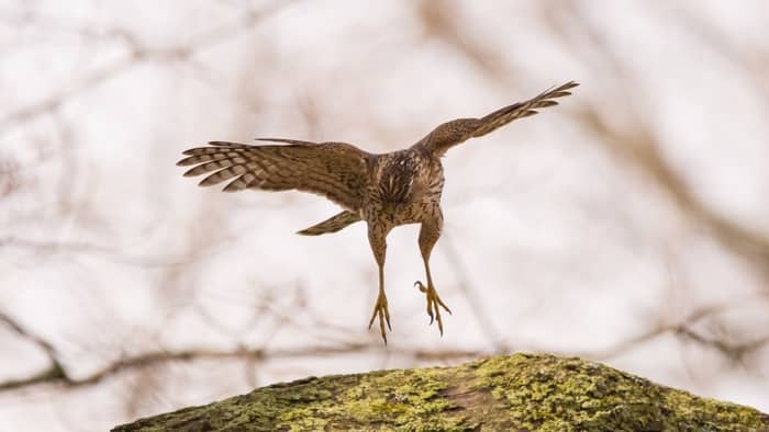  cooper's hawk bird