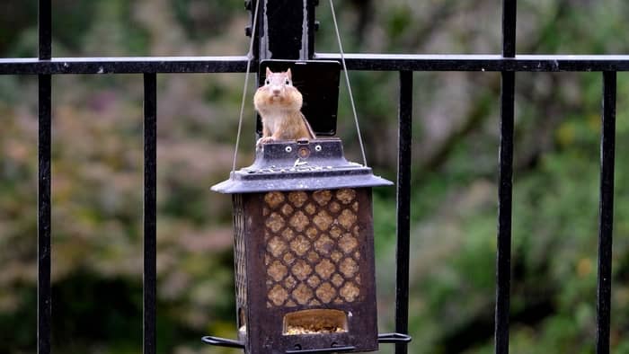  do chipmunks eat bird eggs