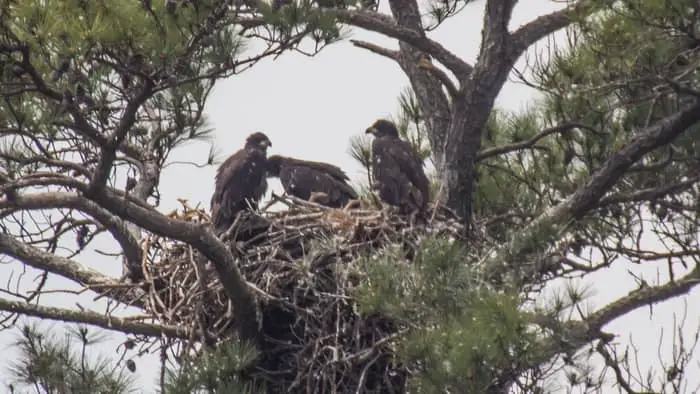  do mother eagles catch their babies