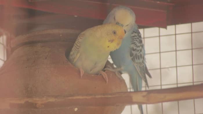  do parakeets lay eggs without mating