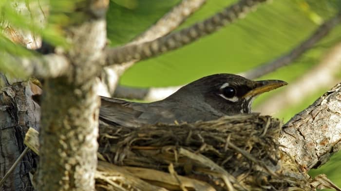  do robins return to the same nest