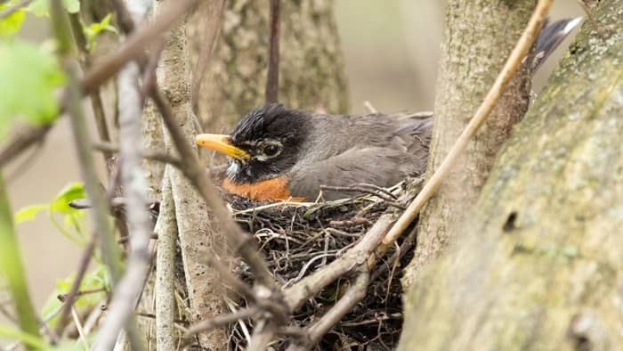  do robins reuse their nests