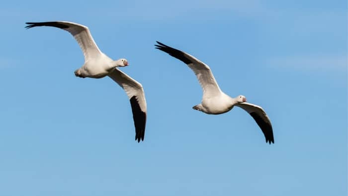  geese flying