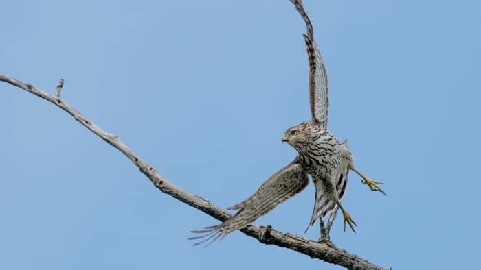  hawk size comparison