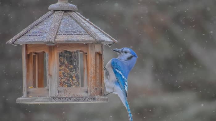  how to keep unwanted birds away from your feeder