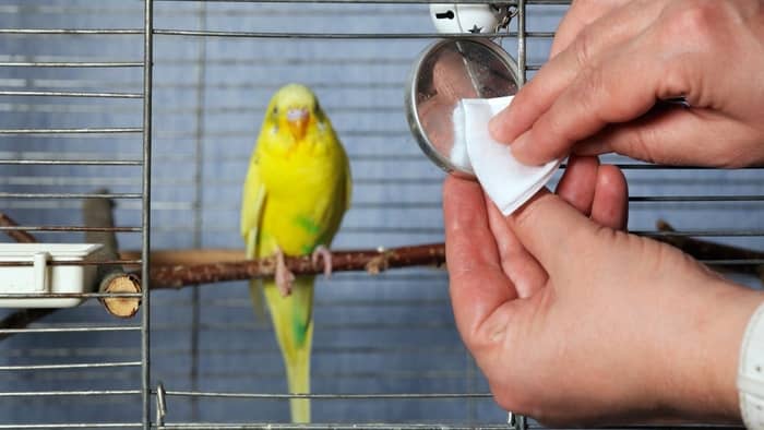  is hydrogen peroxide safe for bird fountains