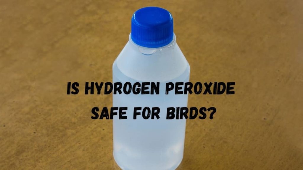 Is Hydrogen Peroxide Safe For Birds? Birds Tracker