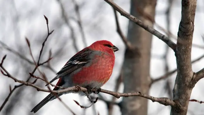  sparrow like bird with red head