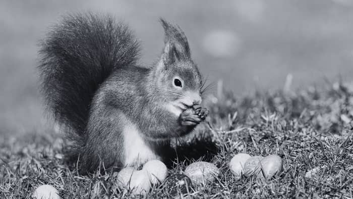 squirrel eggs