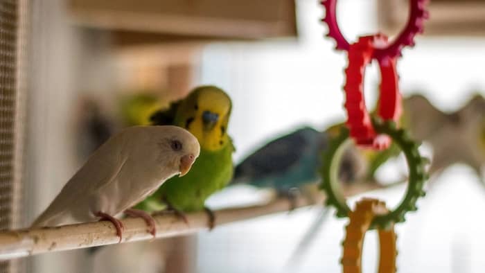  what do parakeets eat