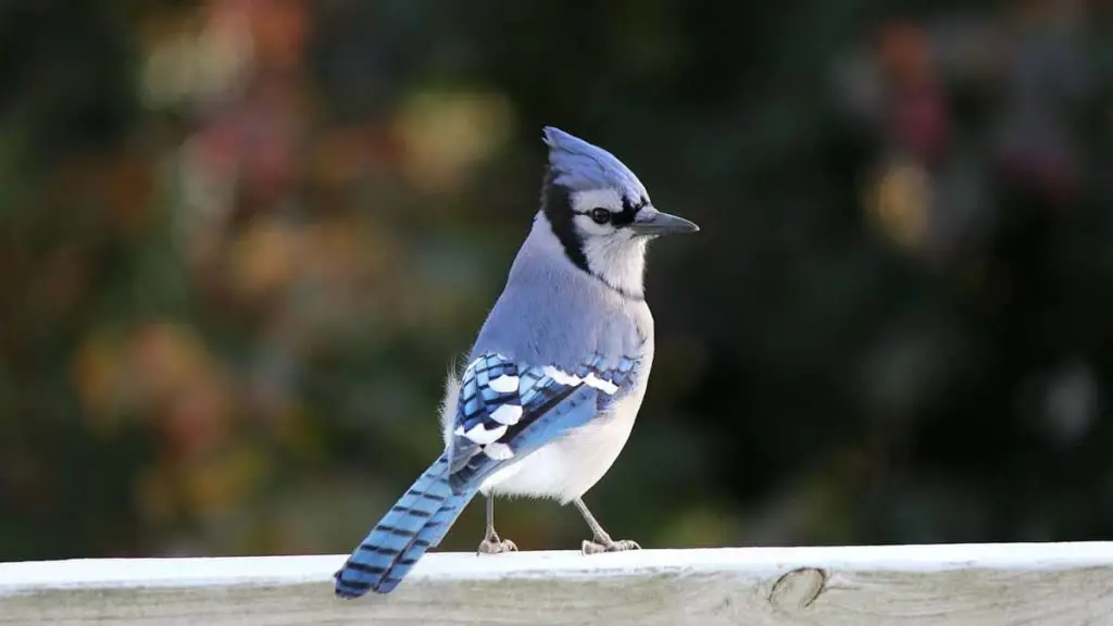 Blue Bird That Looks Like A Cardinal Birds Tracker