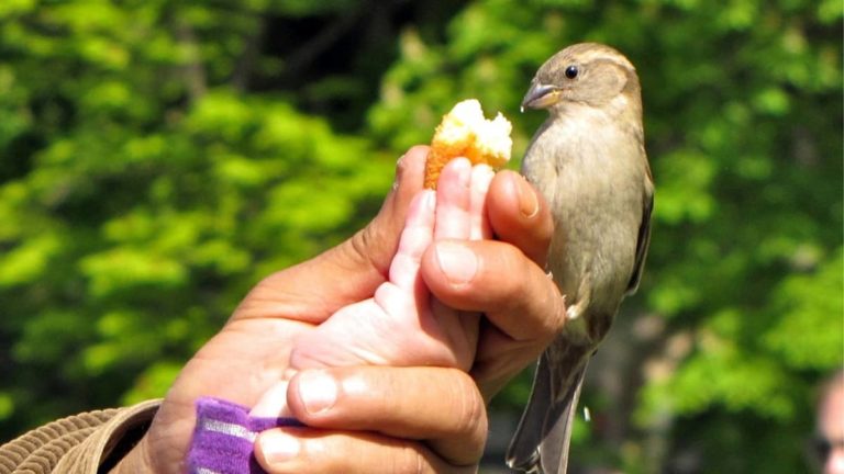 Can Birds Eat Onions – Things You Should Know?
