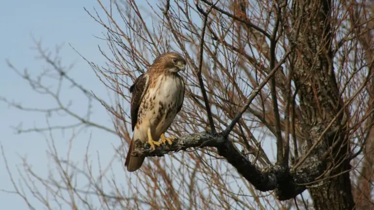 What Are The Most Common Hawks In Central Texas?