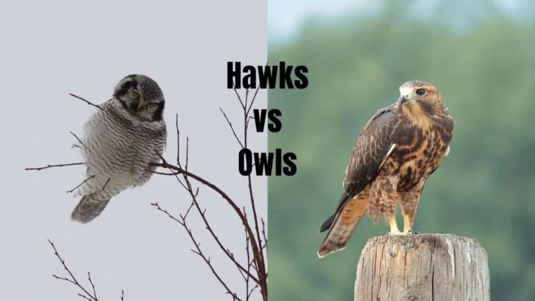 Hawks Vs Owls: Know the Difference