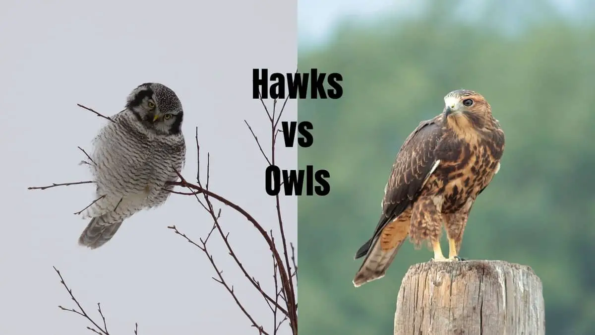 Hawks vs Owls