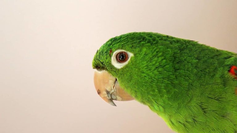 How Often Do Parrots Lay Eggs?