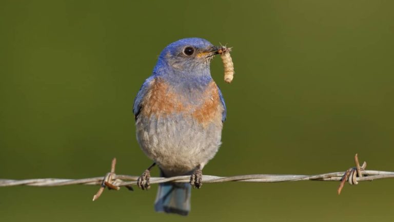 How To Feed Dried Mealworms To Bluebirds