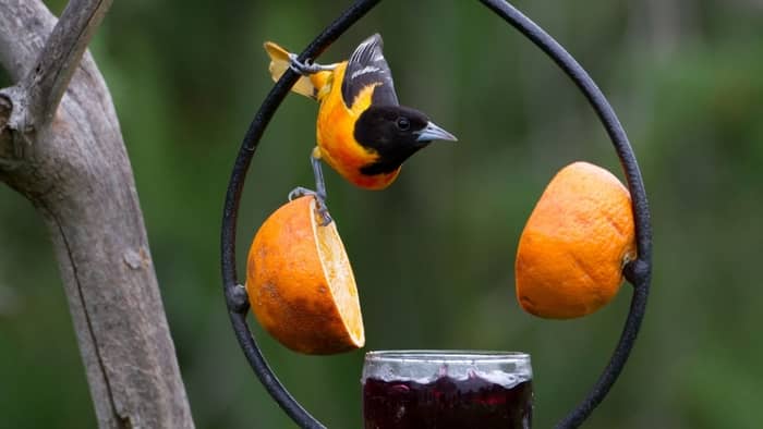  How do you attract orioles with jelly