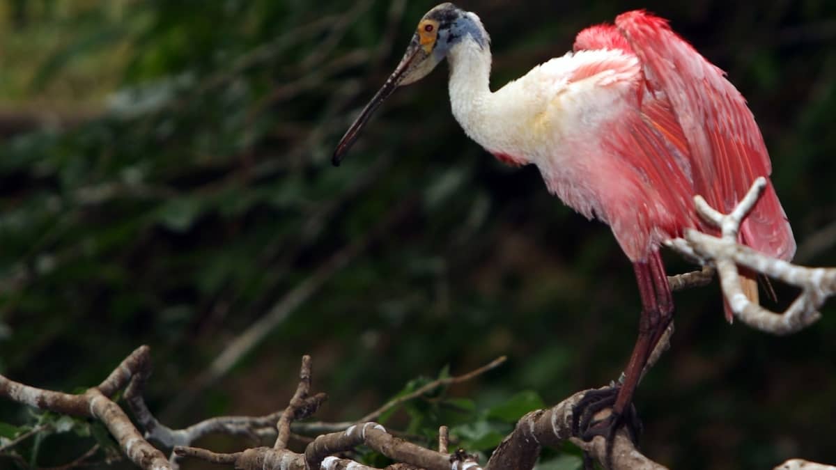 Pink Birds in Louisiana