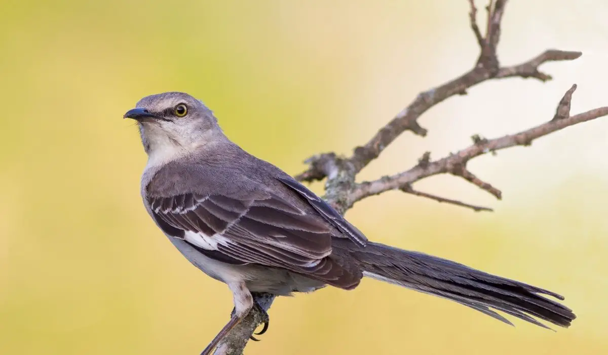What Does a Mockingbird Eat IN the Wild