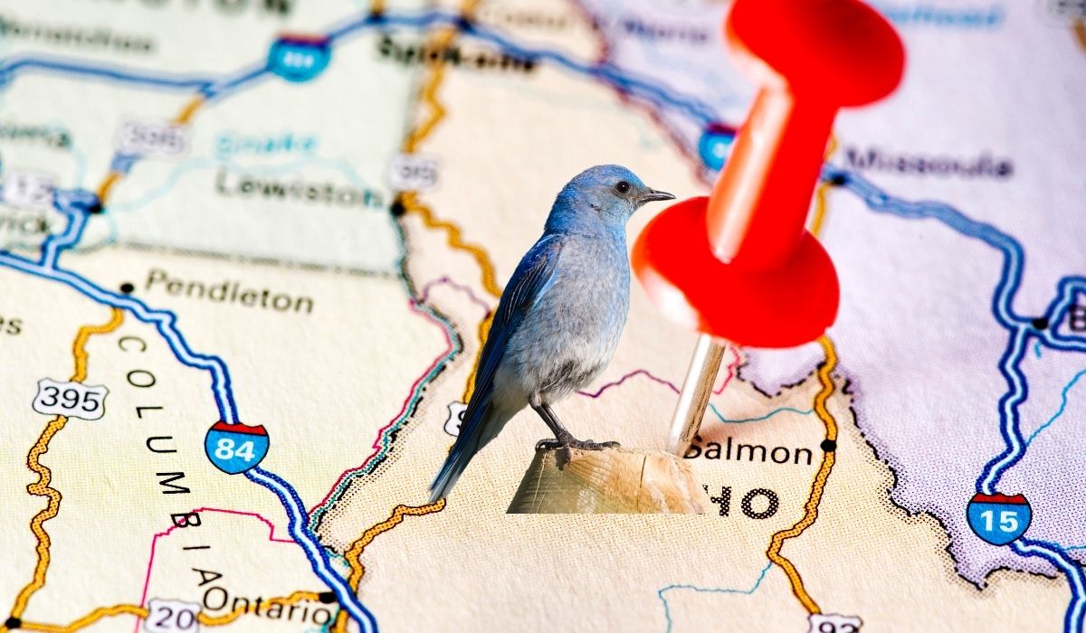 What Is Idaho's State Bird