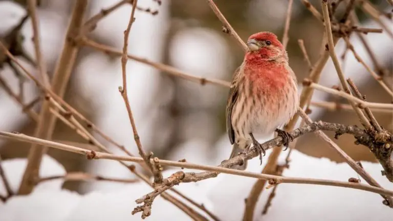 What Is The New Hampshire State Bird?