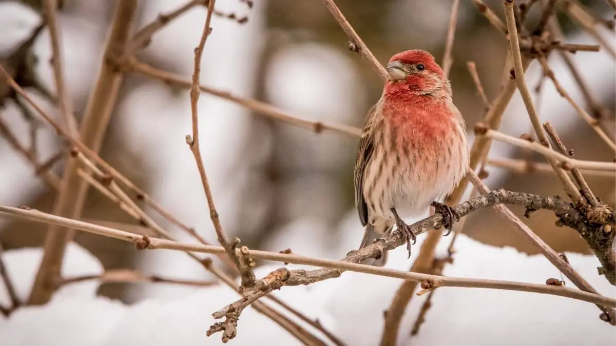 What Is The New Hampshire State Bird Birds Tracker