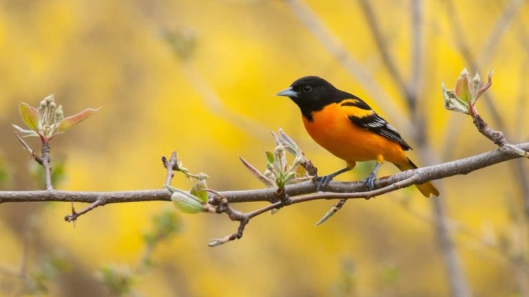 What Kind Of Jelly Do Orioles Like?