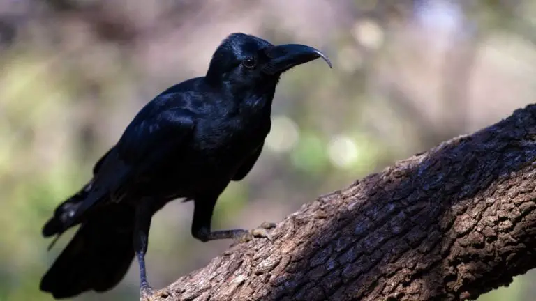 Do You What To Feed Wild Crows?