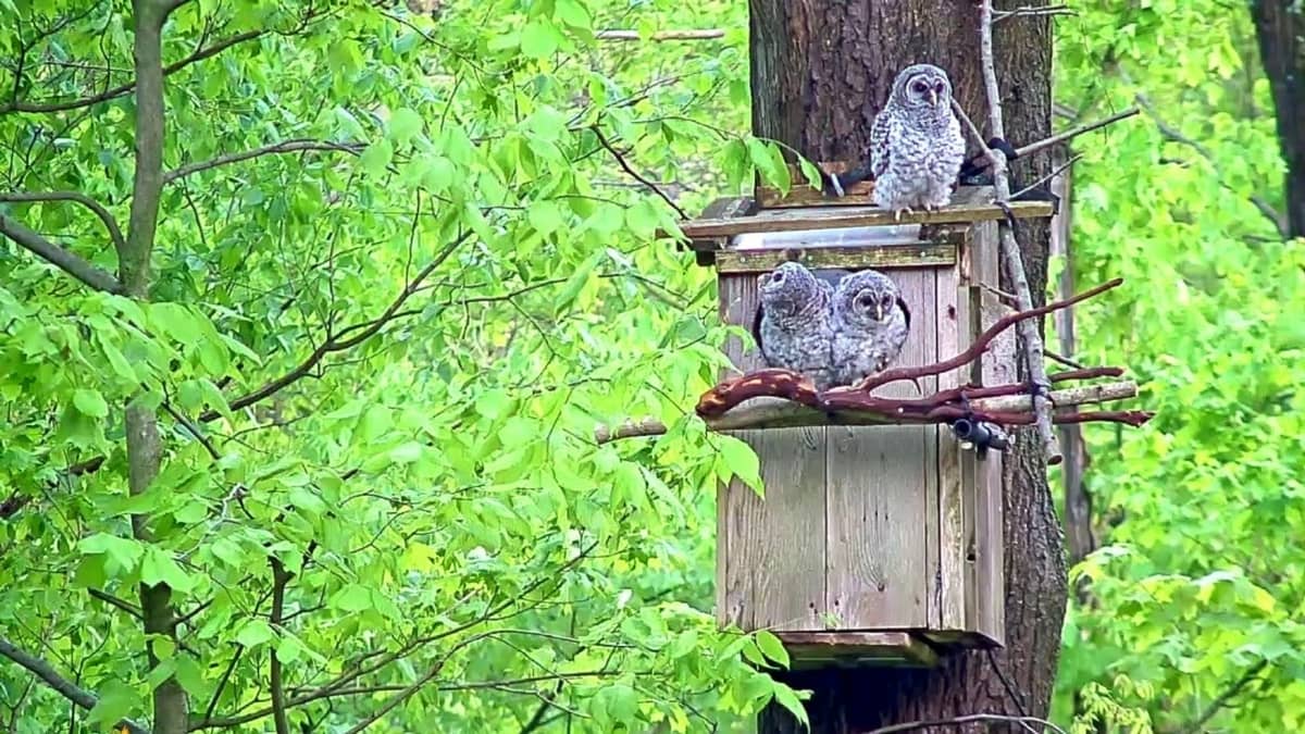 Where to Hang a Barred Owl House