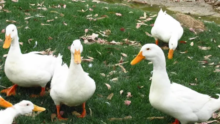 Why Does a Duck’s Quack Not Echo at All or Does It?