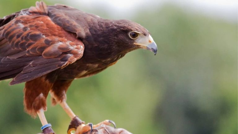 Why Are Hawks Protected In The United States?