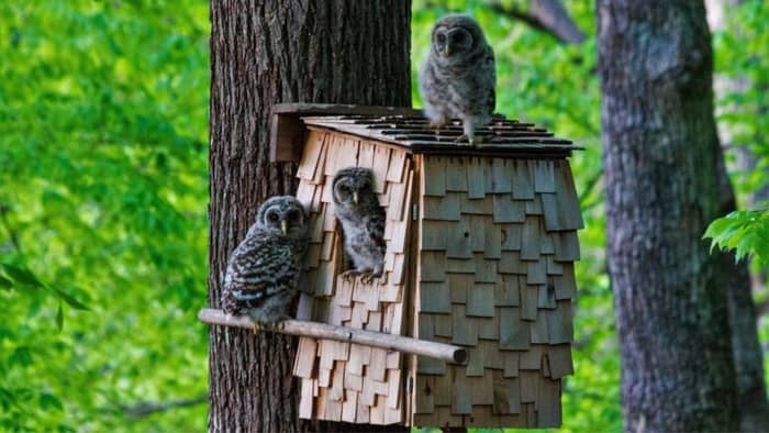  barred owl box dimensions