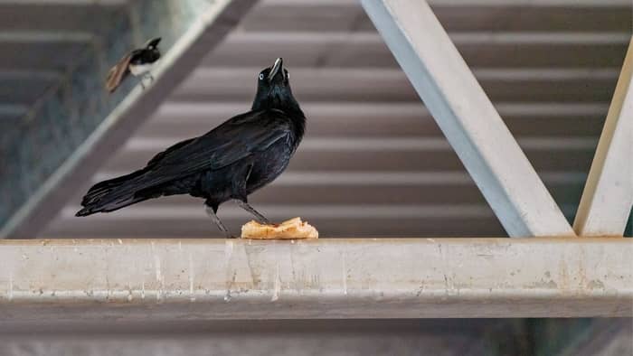  feeding crows