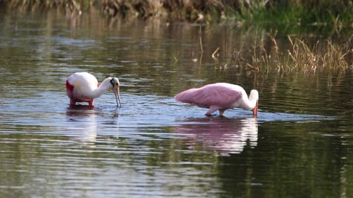  flamingos in louisiana