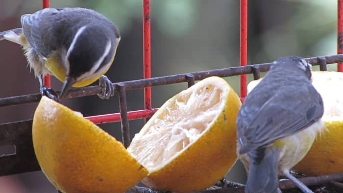  fruits and vegetables for birds