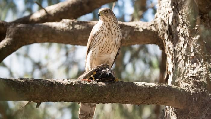  hawk identification in virginia