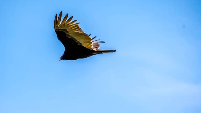  hawks in central texas