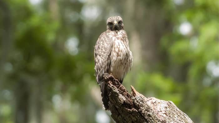  hawks native to virginia