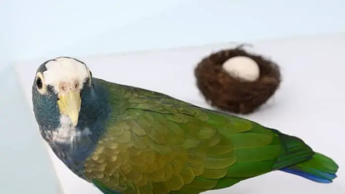  how many times a year do parrots lay eggs