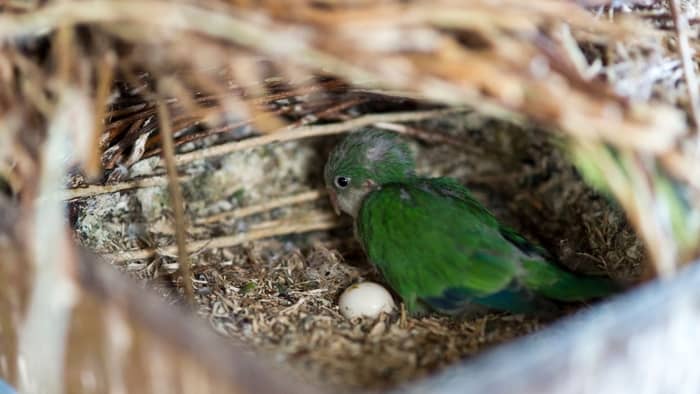  how often do parrots lay eggs