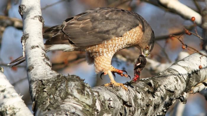  how to feed a wild hawk