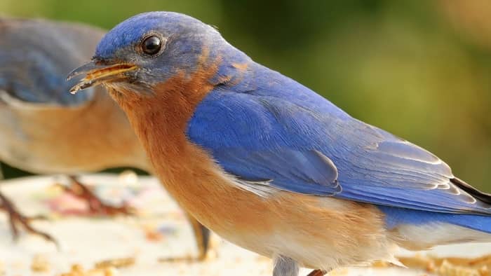  mealworms for birds
