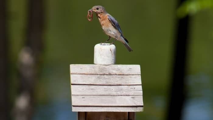  mealworms for bluebirds