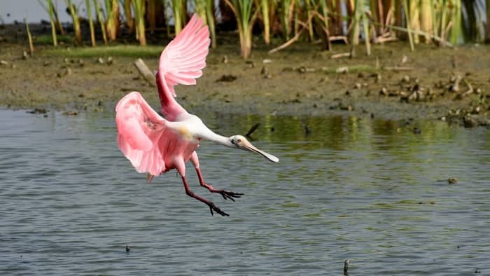  pink bird species